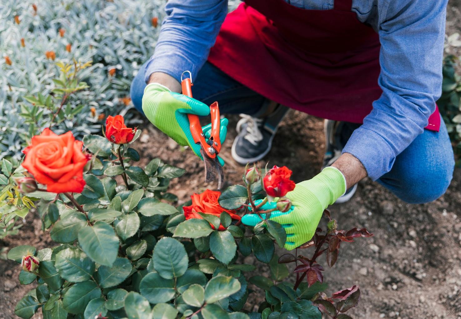 Quando podar as roseiras sem comprometer o inverno