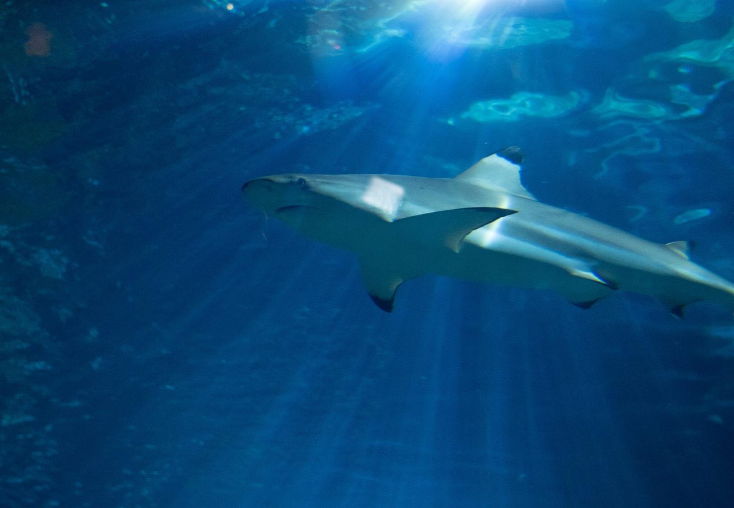 Cinco razões para não ter medo dos tubarões