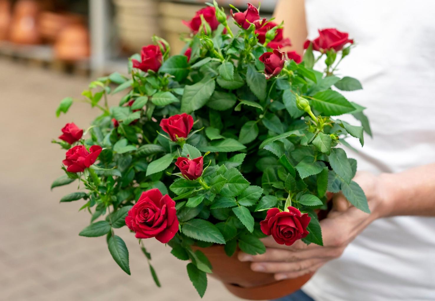 Como fazer com que as rosas durem mais tempo num vaso